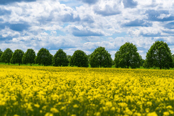 Beautiful oilseed rape fields in spring and an alley at the horizon. Kronsberg, Hannover, Germany.