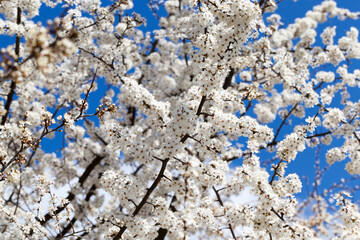 spring season in the orchard with fruit trees