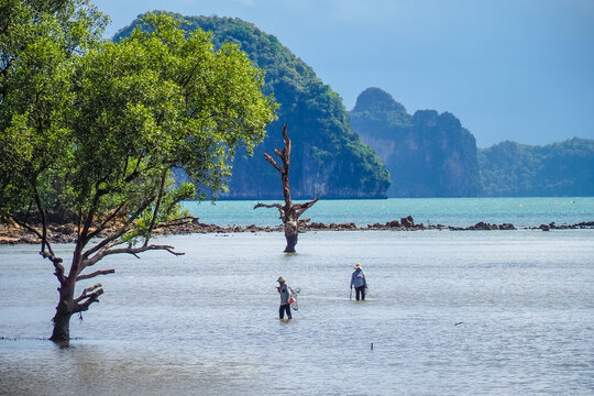 People Is Looking Some Shell In The Mangrove