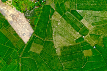 Aerial view of rice field pattern in raining season
