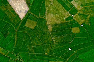 Aerial view of rice field pattern in raining season