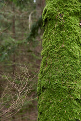 Tree trunk covered with green moss. Thick moss on an old tree. Copy space