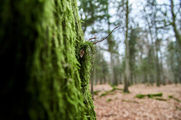 Tree trunk covered with green moss. Thick moss on an old tree