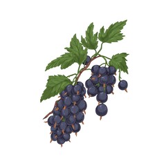 Black currant branch with berries cluster and leaf. Blackcurrant fruits growing on garden plant. Vintage botanical drawing of cassis. Realistic drawn vector illustration isolated on white background