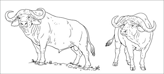 African buffalo. Vector template for coloring with big five animals.
