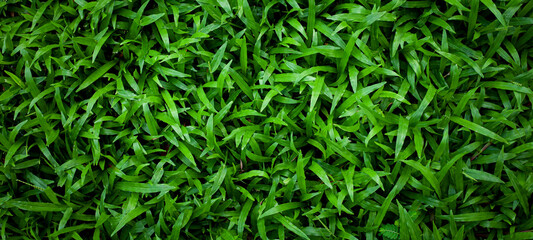 Full Frame of grass Leaves Pattern Background, Nature Lush Foliage Leaf  Texture , tropical leaf