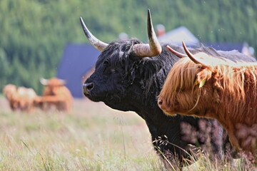 Slavian urus grazing on a mountain meadow