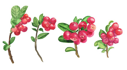 Aquarelle cowberry set branch elements isolated on white background. Watercolor hand drawing illustration. Lingonberry food.