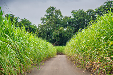 Beautiful countryisde of Mauritius. Tropical island campaign.