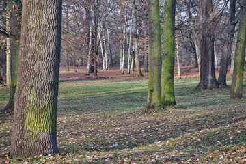 Klingerhain Leipzig, Bäume i m Herbst, Blätter, Laub