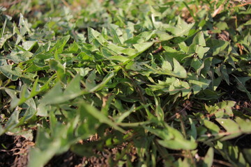 grass plants spring fern flowers in the garden earth green