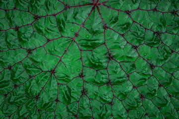 abstract green leaf texture, nature background.