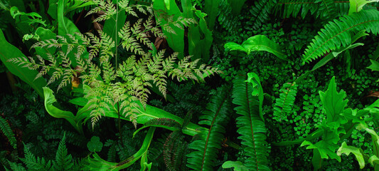 closeup nature view of tropical fern leaves background