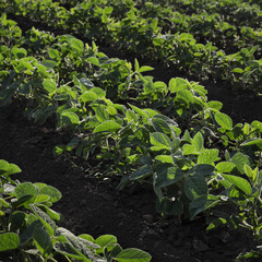 Agriculture, green cultivated soybean plants in field, late spring or early summer