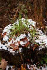 Green grass and the first snow. Green grasses are surrounded by snow in the undergrowth. Dead leaves are all around.