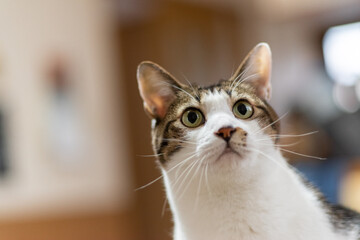 見つめる猫　キジトラ猫