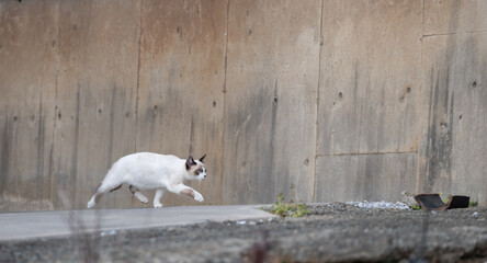走り去る猫
