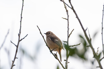 身近な野鳥　ジョウビタキ