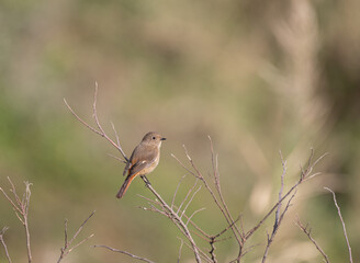 身近な野鳥　ジョウビタキ