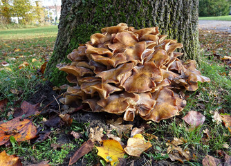 Netherlandsa. Brown mushrooms in public park