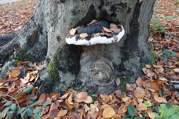 Netherlands. A big fungus on a trunk 