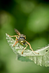 Wasp on a garden leaf. Wasp on green background.