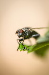 Big fly on green leaf and soft background
