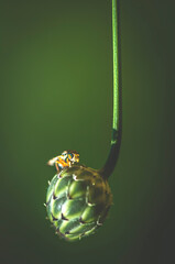 Small colorful fly on a cocoon and soft green background