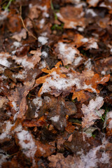 The first snow on the fallen leaves. Snowflakes fell on the fallen leaves of an oak tree. The focus is on the yellow leaves and snow in the center.