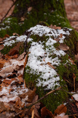 The first snow on the green moss. The roots of a tree are covered with green moss. The first snow has fallen and the moss is covered with snow. All around the dead leaves are on the earth.