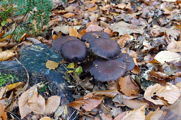 Netherlands. Black mushrooms in woodland