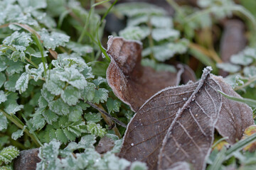 Raureif auf den Blättern der Hainbuche