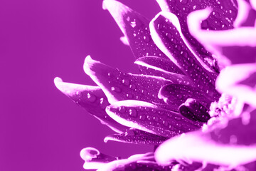 Violet chrysanthemum with water drops on purple background