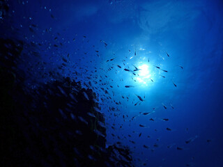 Fototapeta na wymiar 青の美ら海深くに集まる魚たち