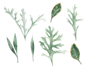 Eucalyptus leaves in watercolor