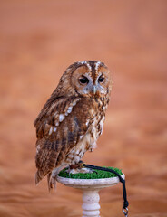Tawny owl, Strix Aluco at a birds of prey show in the Arabian desert, Abu Dhabi