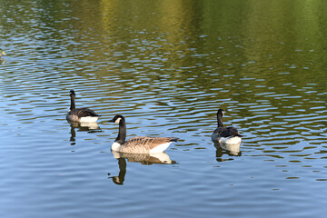 Canada goose in the lake on a warm summer day.