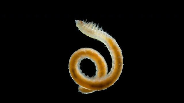 Worm family Spionidae under a microscope, class Polychaeta, possibly the genus Prionospio sp. Has cosmopolitan distribution. Indian ocean