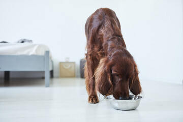Full length portrait of Irish Setter dog eating dog food from metal bowl in home interior, copy...