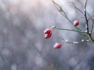 Selective focus snow melting on Red wild cherry(Prunus avium) in winter, Reddish Cherry on twig in morning with blurry sunlight background. Beautiful natural for Eco friendly concept