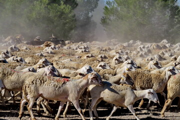 Troupeau de moutons.  Andalousie. Espagne.