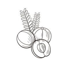Vector gooseberries, amla illustration, berries with leaves isolated on white background, outline flat icon template, black and white illustration.