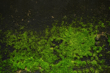 Naturally growing green moss on concrete walls.