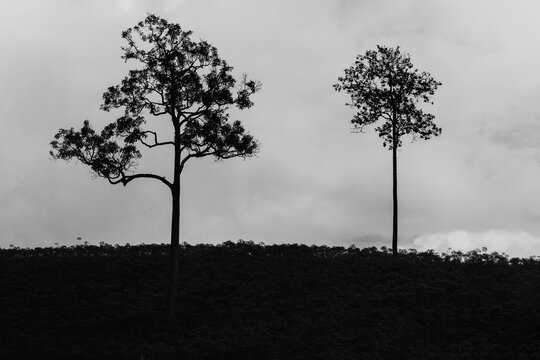 Tree silhouette, black and white tree image, Conveys sadness and loneliness.