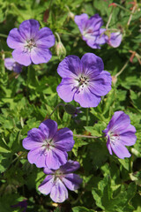 Obraz premium Géranium vivace bleu