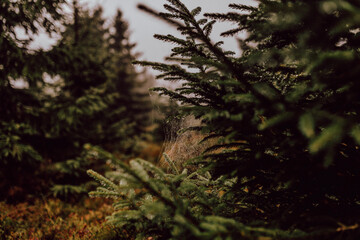 fern in the forest © dream Hunter 