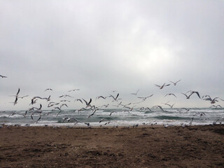 seagulls flying on the beach in a crowd