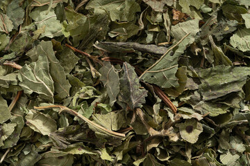 Detailed and large close up shot of lemon balm.