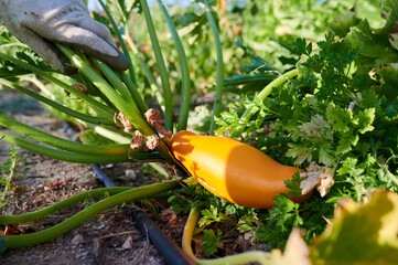 Fresh orange squash in garden