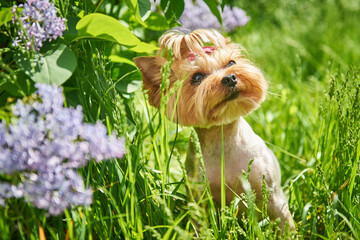 Yorkshire terrier dog sits near a lilac bush in green grass in the park